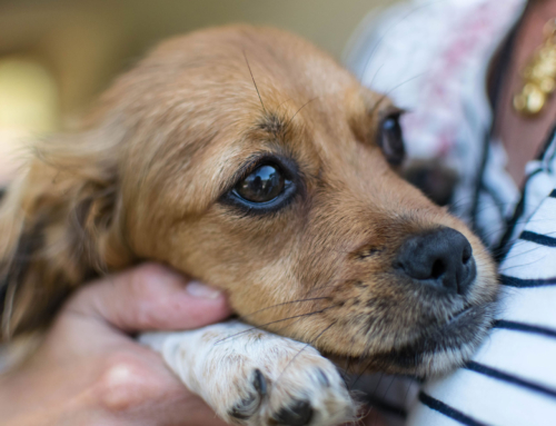 How to Help your Pets Through a Rocket Attack